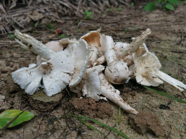 Eetbare Witte Paddenstoelen Basis Van Termitomyces Champignons Plantage — Stockfoto