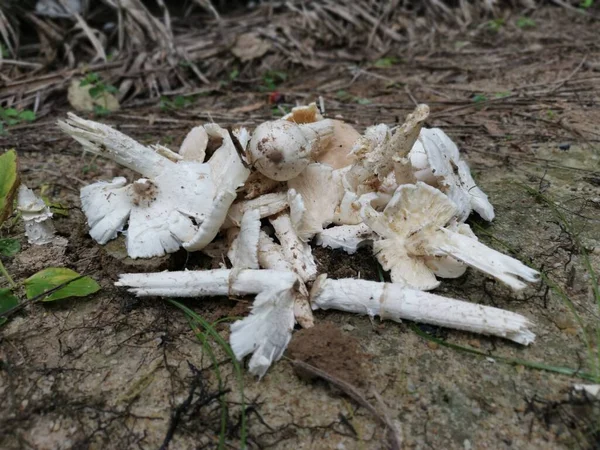 Montón Champiñones Termitomyces Tapa Fresca Comestible Blanca Plantación — Foto de Stock