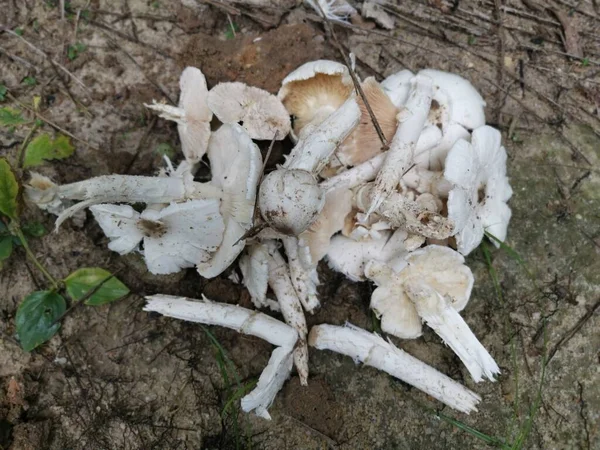 Viele Weiße Essbare Termitomyces Pilze Der Plantage — Stockfoto