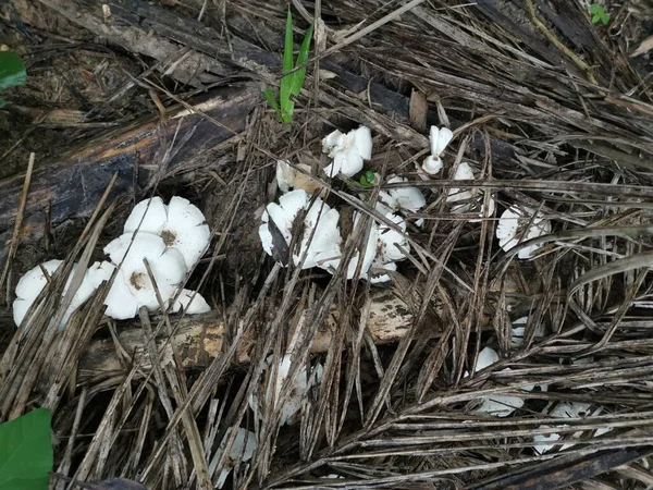 种植园中的一丛丛白色食用菌新帽放线菌 — 图库照片