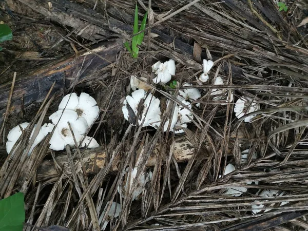 Ehető Fehér Friss Termitomyces Gomba Ültetvényen — Stock Fotó