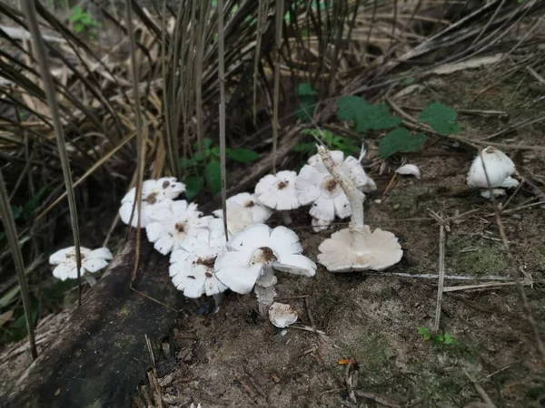 Alotes Champignons Termitomyces Frais Comestibles Blancs Dans Plantation — Photo