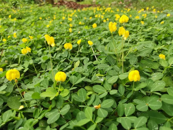 Fält Fullt Små Arachis Pintoi Blomma — Stockfoto