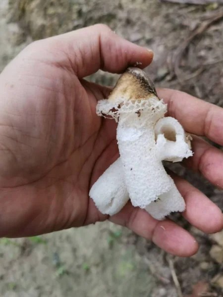 Velo Nupcial Podrido Hongos Stinkhorn Suelo — Foto de Stock