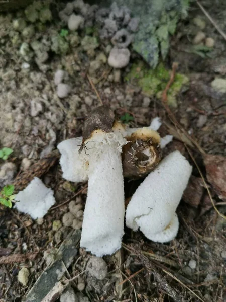 Fauler Brautschleier Stinkhornpilze Auf Dem Boden — Stockfoto