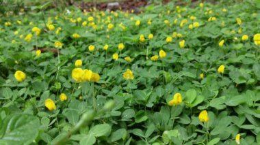 Minik Arachis pintoi çiçeğini koparıyorum..