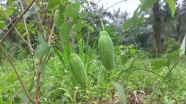 Solena Amplexicaulis, sarmaşık sürüngeni salatalık.
