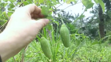 Solena Amplexicaulis, sarmaşık sürüngeni salatalık.