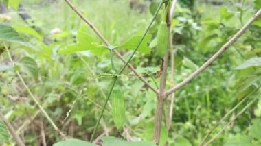 Solena Amplexicaulis, sarmaşık sürüngeni salatalık.