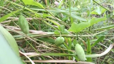 Solena Amplexicaulis, sarmaşık sürüngeni salatalık.