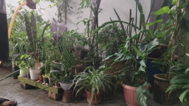 Bilinmeyen kişi ev bitkisini hortumla suluyor..