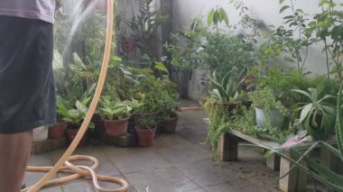 Bilinmeyen kişi ev bitkisini hortumla suluyor..