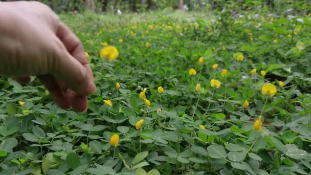 Arrancando Pequena Flor Arachis Pintoi — Vídeo de Stock