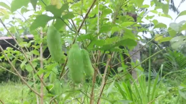 Solena Amplexicaulis Vinrankan Krypande Gurka — Stockvideo