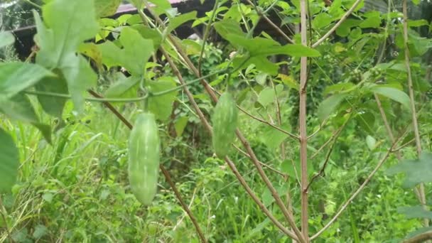 Solena Amplexicaulis Pepino Rastejante Videira — Vídeo de Stock