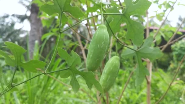 Solena Amplexicaulis Pepino Rastejante Videira — Vídeo de Stock