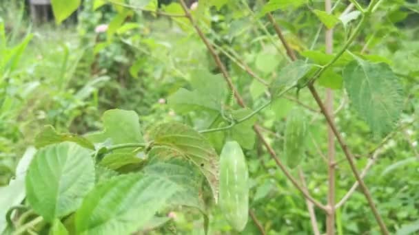 Solena Amplexicaulis Concombre Rampant Vigne — Video