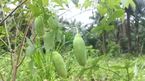 Solena Amplexicaules Pepino Rastrero Vid — Vídeos de Stock