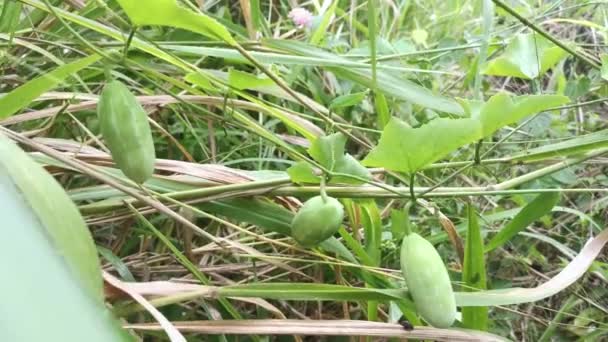 Solena Amplexicaulis Vine Creeping Cucumber — Stok Video