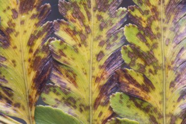 Çeşitli kuru yapraklar ve enfeksiyon..