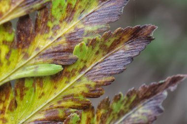 Çeşitli kuru yapraklar ve enfeksiyon..