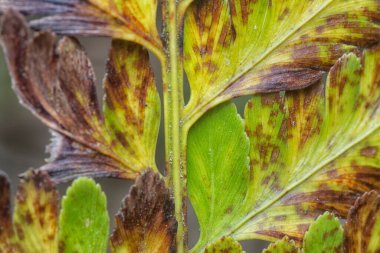 Çeşitli kuru yapraklar ve enfeksiyon..