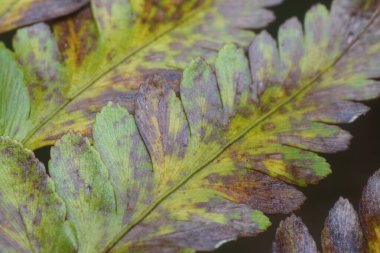 Çeşitli kuru yapraklar ve enfeksiyon..