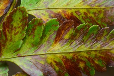 Çeşitli kuru yapraklar ve enfeksiyon..
