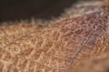 Çeşitli kuru yapraklar ve enfeksiyon..