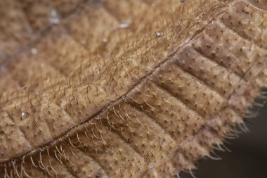 Çeşitli kuru yapraklar ve enfeksiyon..