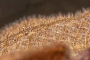 Çeşitli kuru yapraklar ve enfeksiyon..