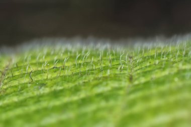 Çeşitli kuru yapraklar ve enfeksiyon..