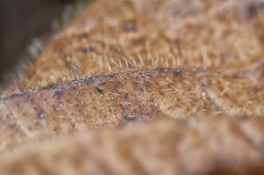 Çeşitli kuru yapraklar ve enfeksiyon..