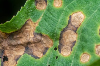 Çeşitli kuru yapraklar ve enfeksiyon..