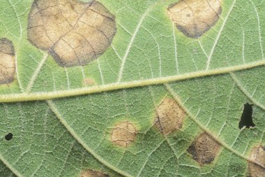 Çeşitli kuru yapraklar ve enfeksiyon..