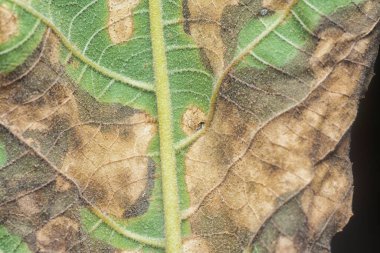 Çeşitli kuru yapraklar ve enfeksiyon..