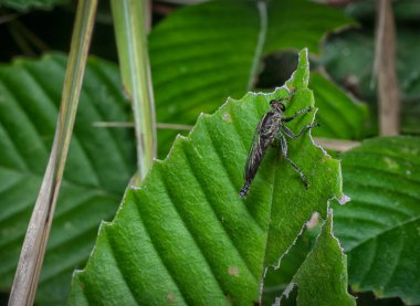 Asilidae sineğinin yakın çekimi.