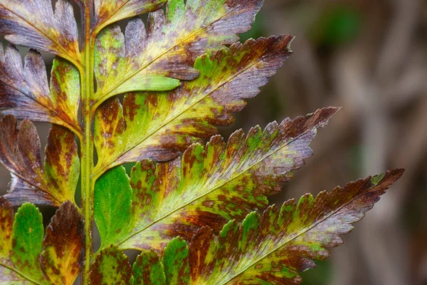 Variety Dry Leafs Infection — Stock Photo, Image