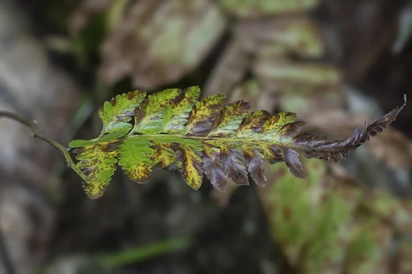 Variety Dry Leafs Infection — Stock Photo, Image