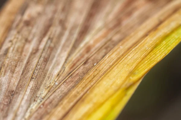 Různé Suché Listy Infekce — Stock fotografie