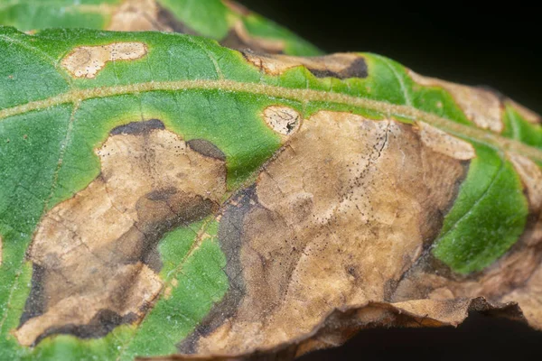 Variété Feuilles Sèches Est Infection — Photo