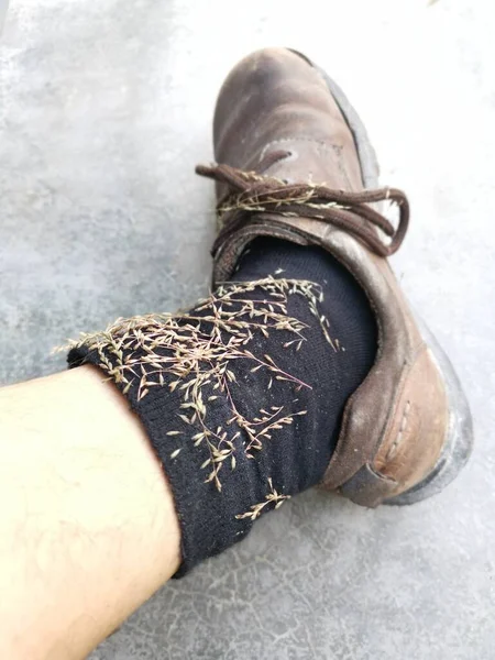 chrysopogon aciculatus sticked on man shoe\'s stocking.