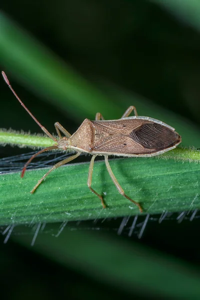 Homoceocerus Pequeno Inseto Pés Folha — Fotografia de Stock