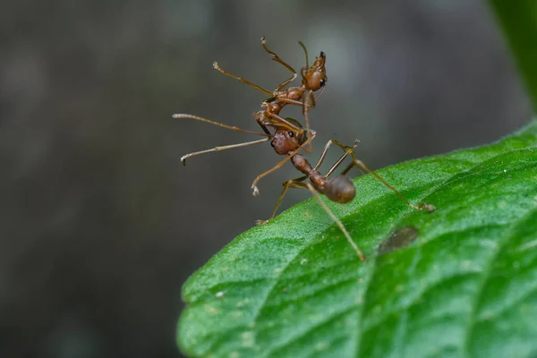 Weaver Ant Carries Dead Team Mate — Stock Photo, Image