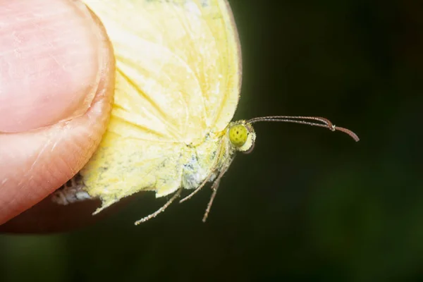 Tiro Cerca Mariposa Amarilla Hierba Común —  Fotos de Stock