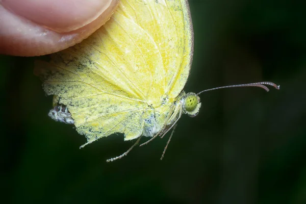 Tiro Cerca Mariposa Amarilla Hierba Común —  Fotos de Stock