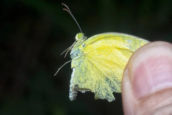 Close Shot Common Grass Yellow Butterfly — Stock Photo, Image