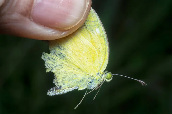 Στενή Βολή Του Κοινού Γρασίδι Κίτρινο Πεταλούδα — Φωτογραφία Αρχείου