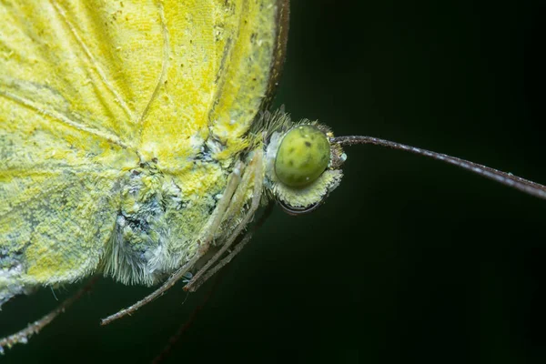 Tiro Cerca Mariposa Amarilla Hierba Común — Foto de Stock