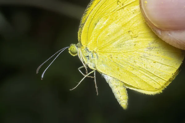 Gros Plan Herbe Commune Papillon Jaune — Photo